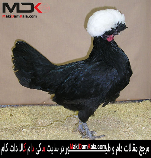 یک مرغ لهستانی زیبا و با ابهت